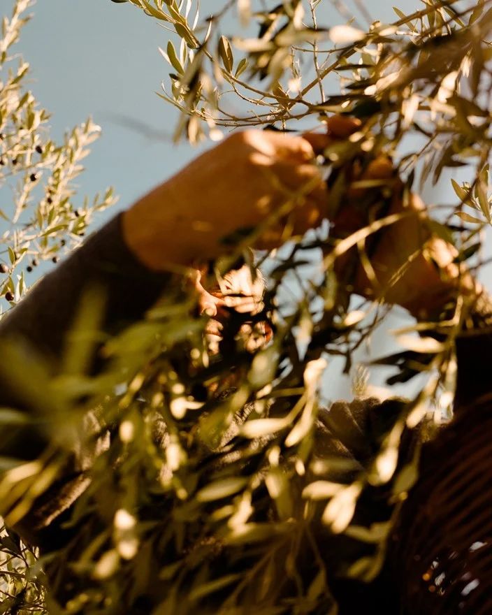 Cómo cuidar un olivo ornamental en Europa