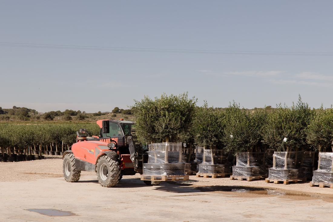 De Andalucía a Europa: cómo preparamos nuestros olivos para adaptarse a cualquier clima