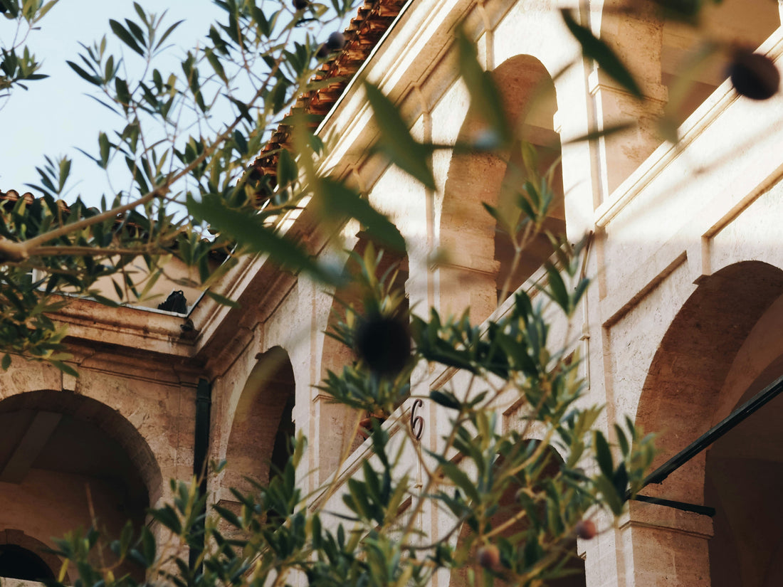 Ideas para decorar con olivos: jardines, terrazas y espacios profesionales